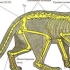 Anatomie kočky - vše, co potřebujete vědět o stavbě zvířete